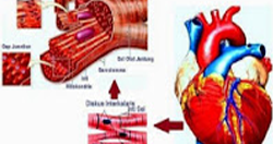 Pengertian Otot Jantung dan Fungsinya Serta Ciri-cirinya