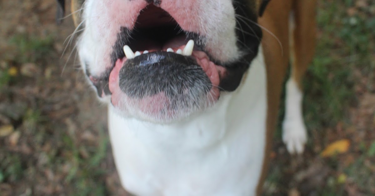 Dog Madness Did You Know That Your Dog Picks Up Most Of Your Illnesses