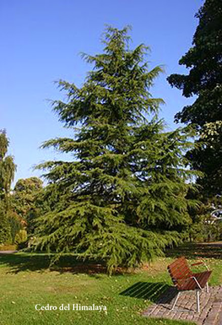 parquealamillo-encinarosa: Cedro del Himalaya / Cedrus deodara / Cedro