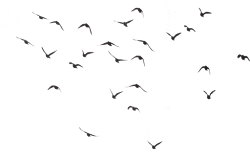 flying birds png free download 1