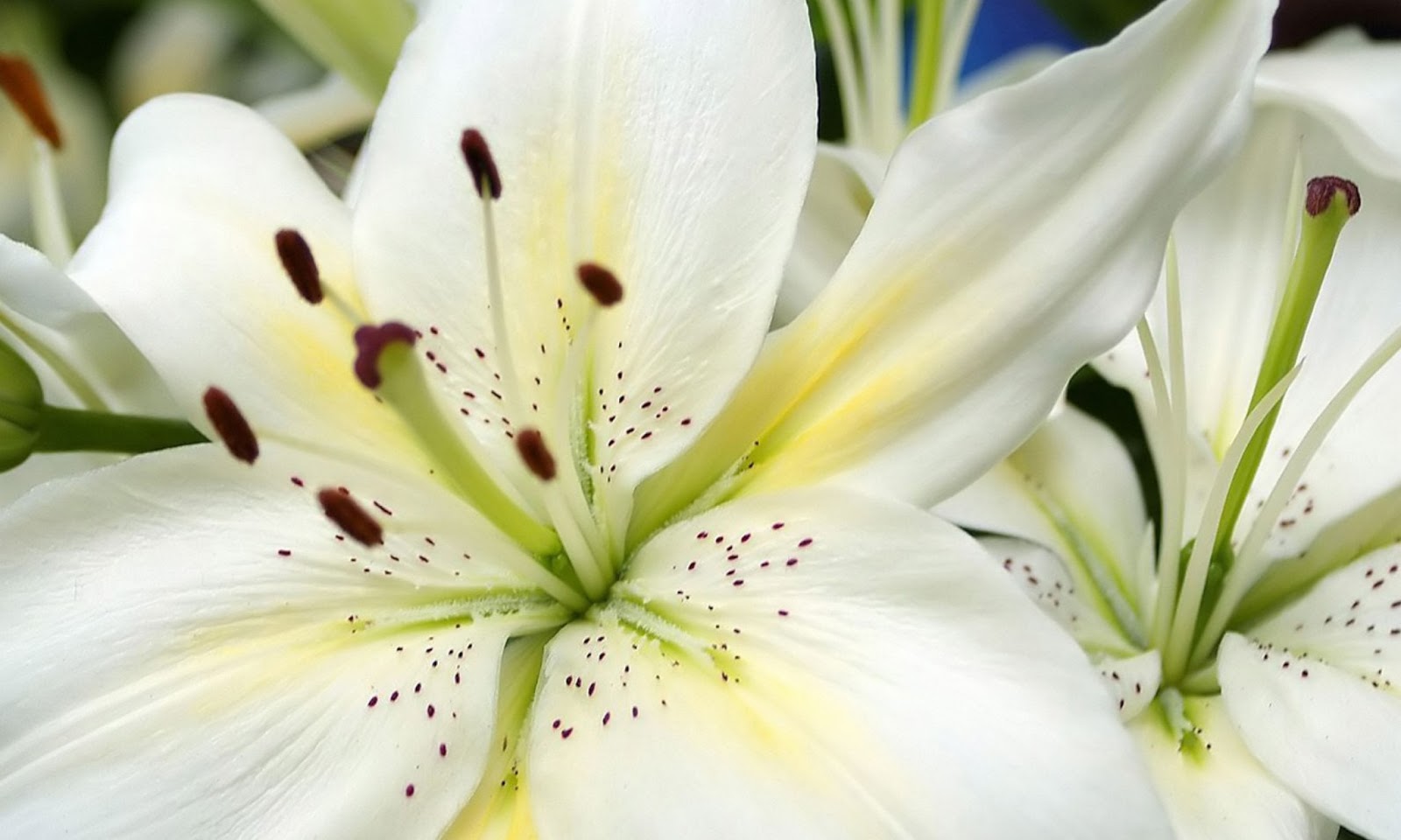 Lilium (Lilies)