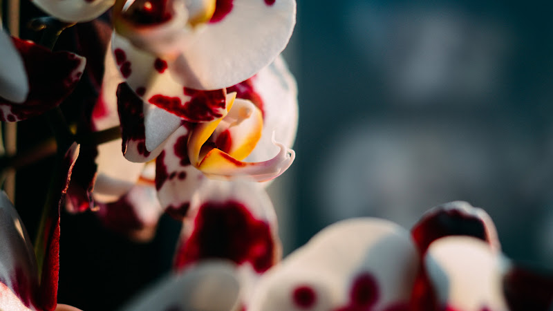 Flowers. Macro. Light