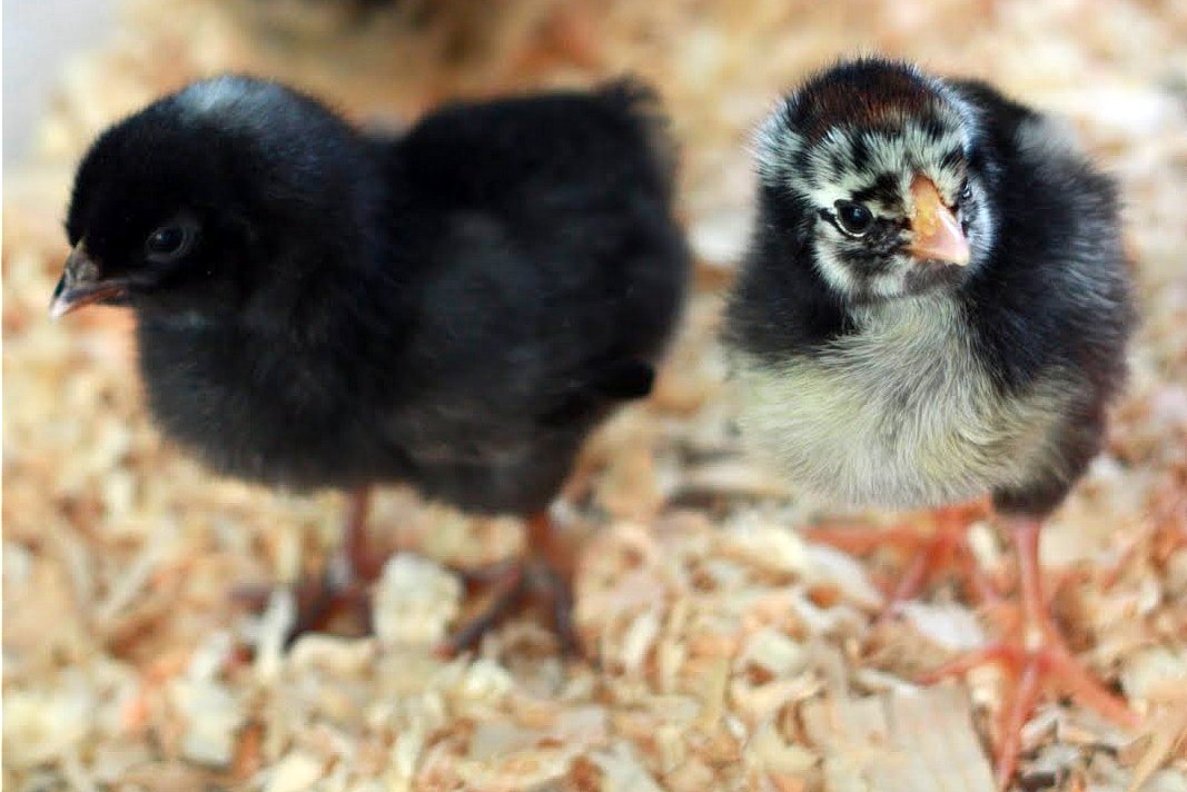 The Care and Feeding of Baby Chicks + Giveaway Winner ...