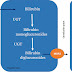 Inherited disorder of Bilirubin metabolism: Biochemistry and Genetics
