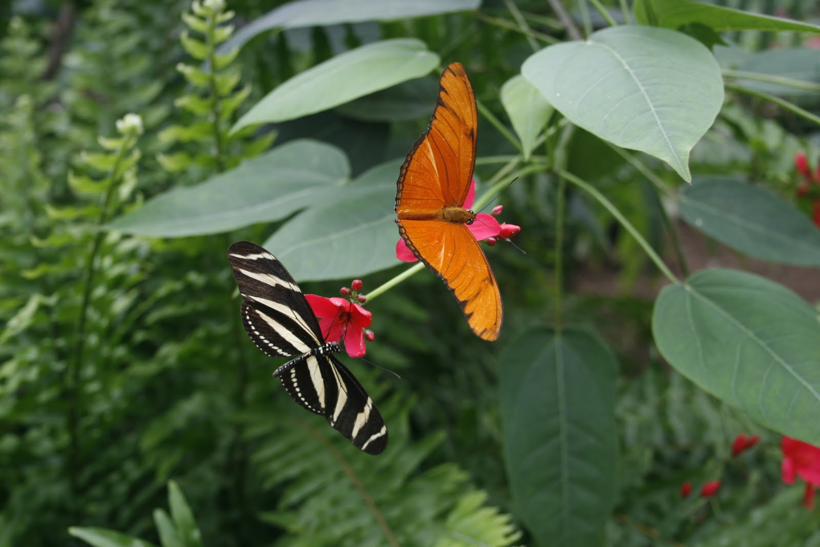 oskarsson-photography-mariposario-de-benalm-dena