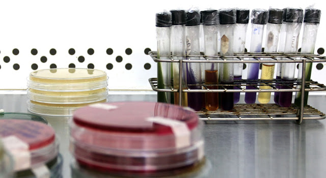 Investigadora de la BUAP desarrolla antibióticos naturales