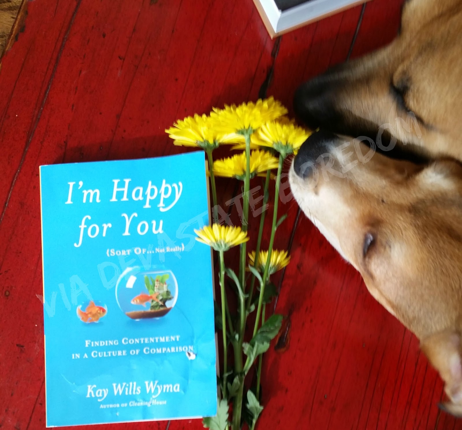 i m happy for you sort of not really finding contentment in a culture of comparison ebook read or don t read i m happy for you sort of not i m happy for you sort of not really finding contentment in a culture of comparison ebook read or don t read i m happy for you sort of not