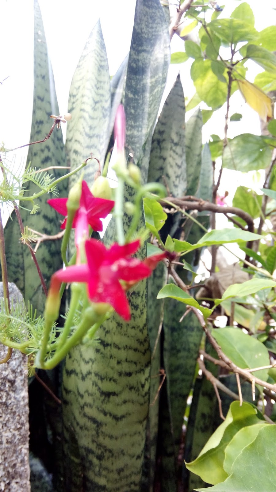 Garden Care Simplified How to collect seeds of Cardinal Cypress