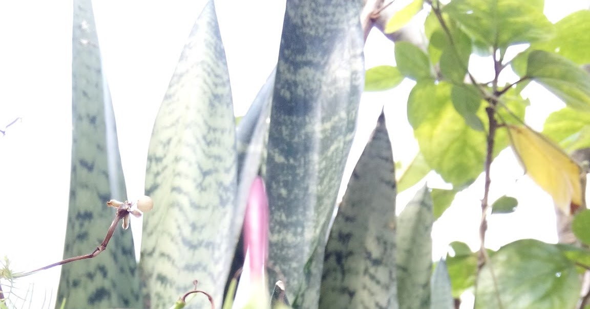 Garden Care Simplified How to collect seeds of Cardinal Cypress