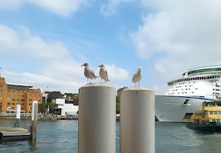 Harbourbirds