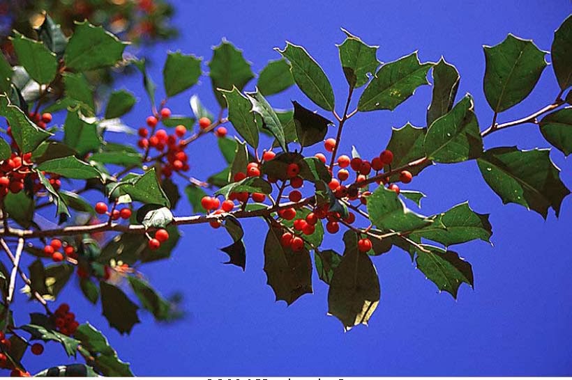 american holly plant featured