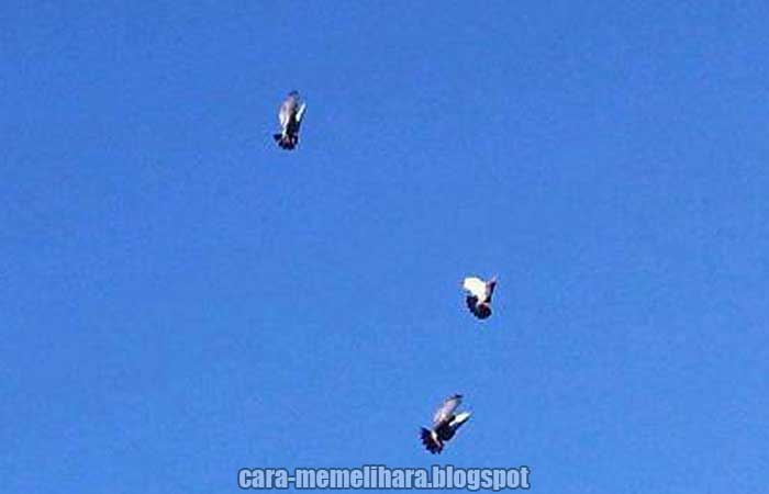 Gaya Terbang Merpati Kupu-kupu Metaraman