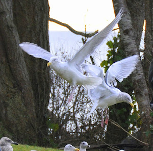 Flight of the Gulls