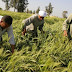 Egitto-Italia: insieme per sviluppo agricolo
