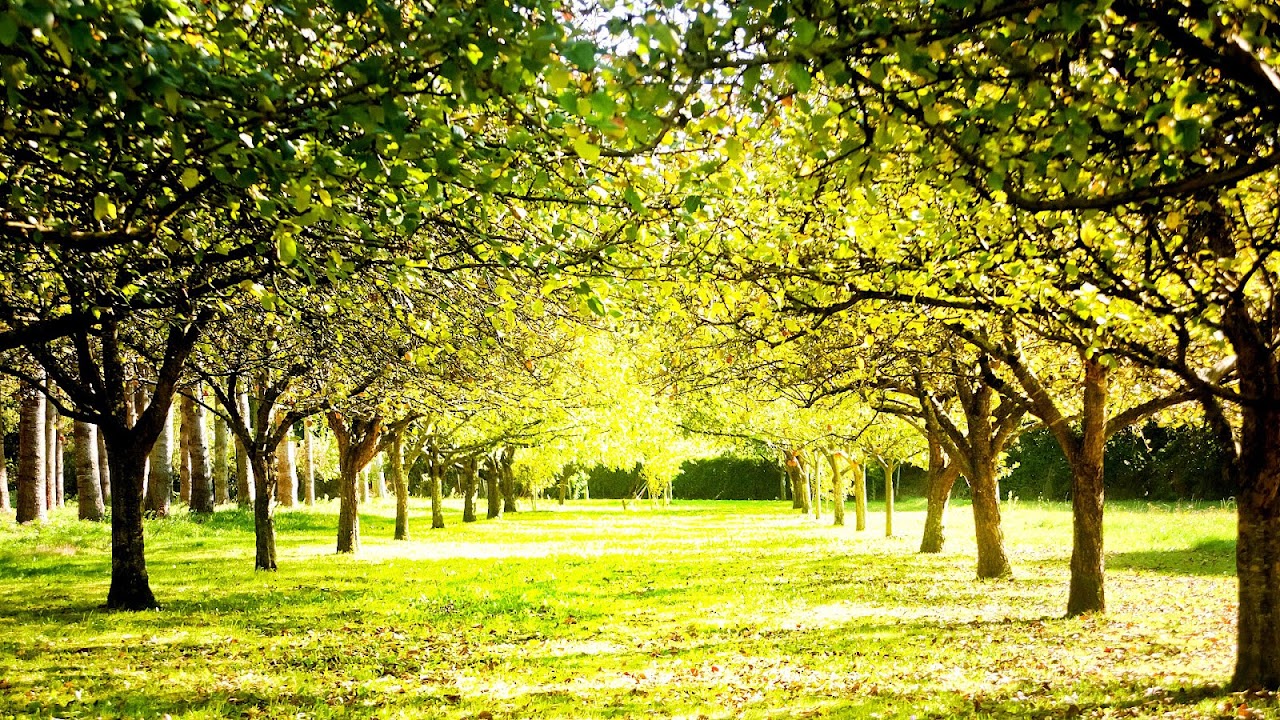 How Do Trees Produce Oxygen Tree Choices