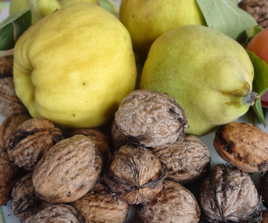 COSECHA DE MEMBRILLOS Y NUECES