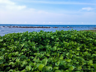 Rocky Fishing Beach View With Pantropical Creeping Vine Goat's Foot At Umeanyar Village, North Bali, Indonesia