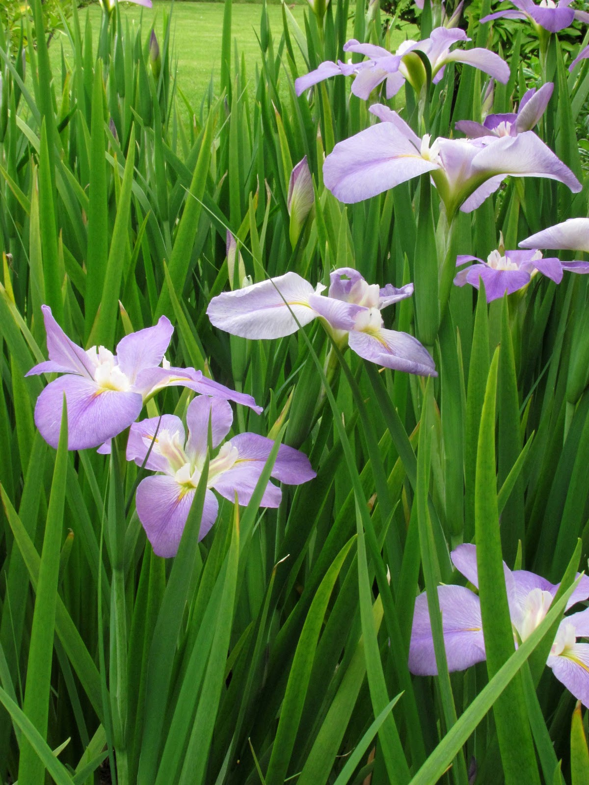 En el jardin: Iris o lirios, todos espectaculares.