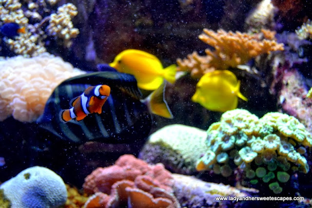 clown fish at the Lost Chambers