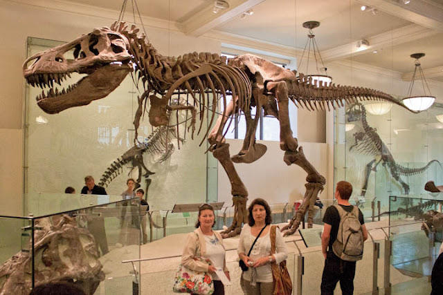 esqueleto dinosaurio Museo de Ciencias Naturales Nueva York