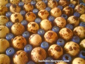Mengobati Penyakit Asma Herbal Sesak Napas Mengobati Penyakit Asma Herbal Sesak Napas