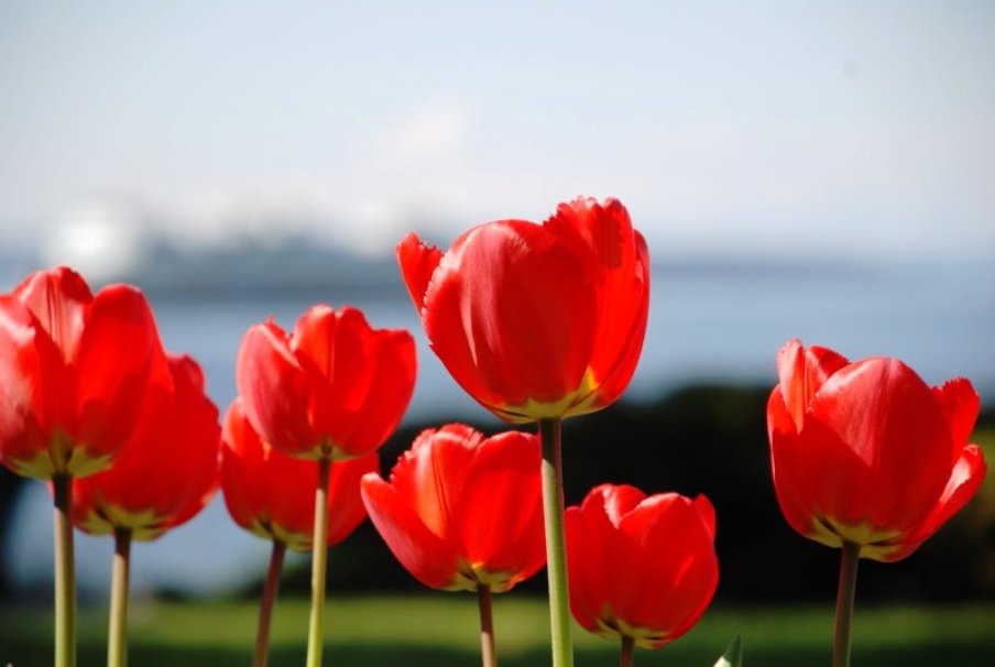 My Blog Galeri Aneka Gambar  Bunga  Tulip  Cantik Warna  Warni