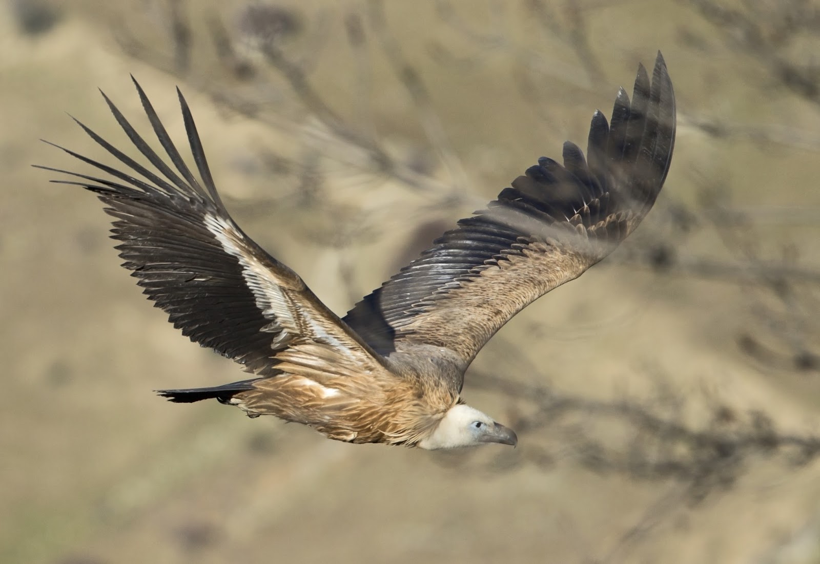 El entorno natural de La Cañada La Cañada, 17enero2015