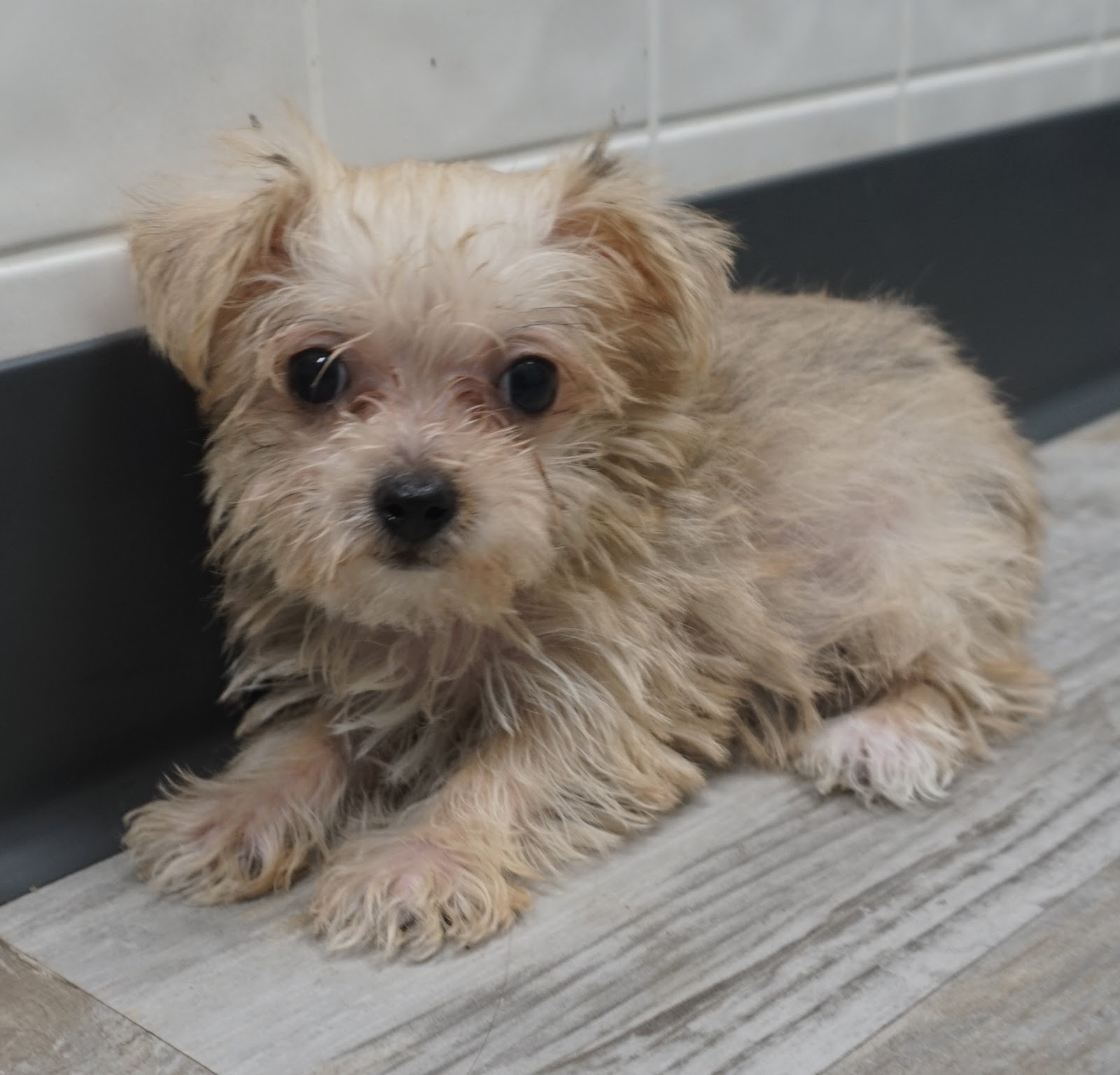 B & C Kennels: Yorkshire Terriers & Yorkipoos & Yorkichons