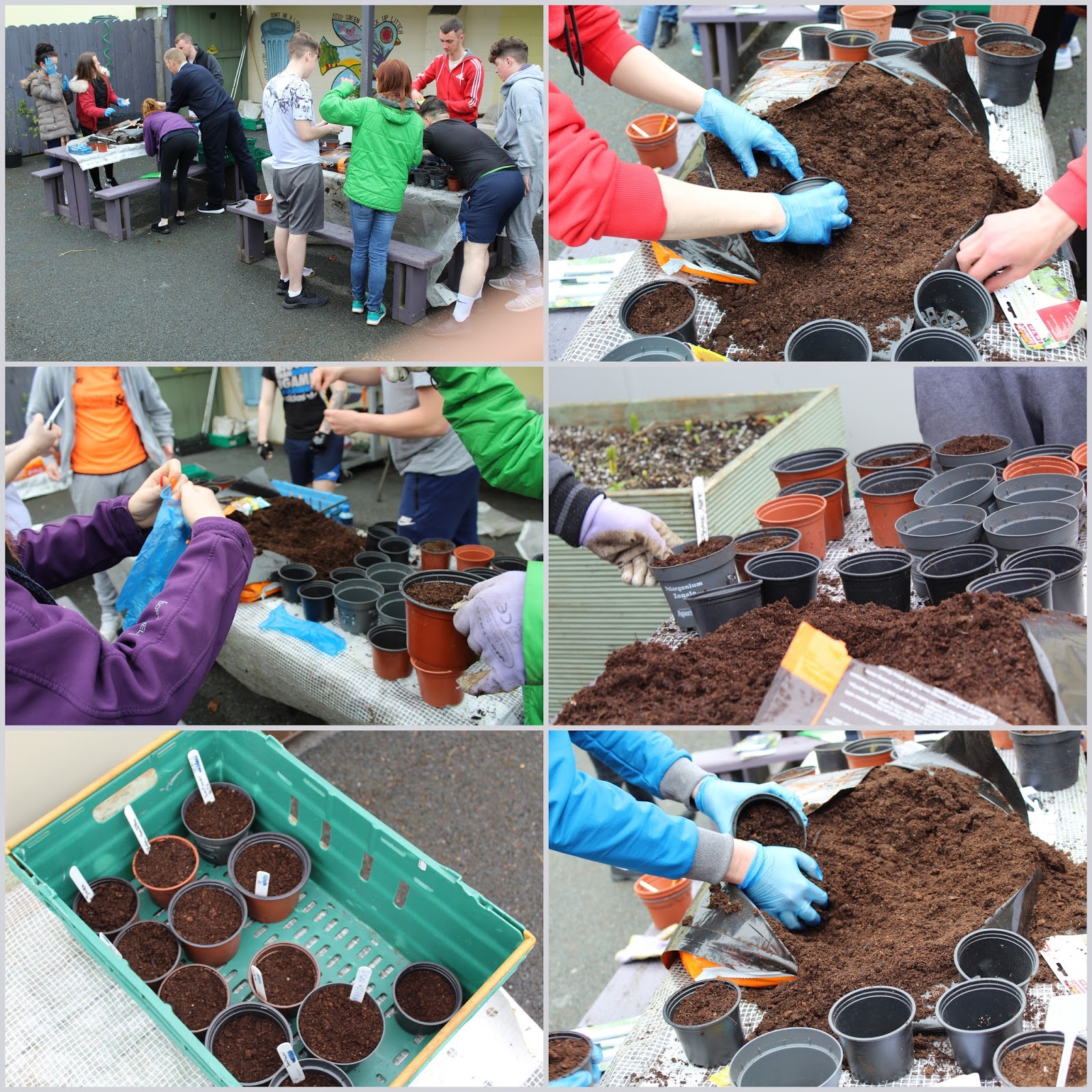 Planting a Sunflower Seed for Mental Health Week Sligo Community