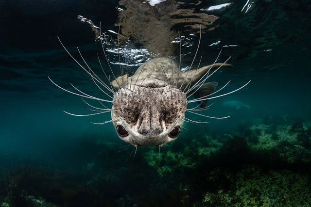 4. Серый тюлень. (Фото Greg Lecoeur | The Ocean Art 2018 Underwater Photography Competition):