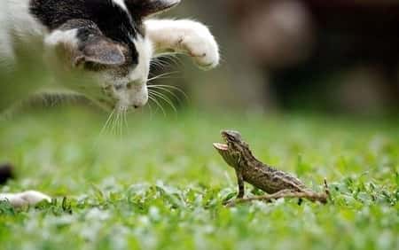Johor Amazing Stories - Chameleon vs cat scene