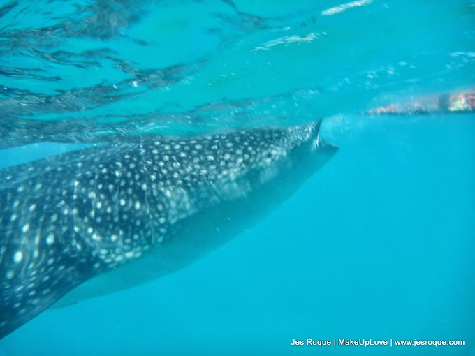 Ultimate DIY Cebu Adventure: Whale Shark Watching in Oslob (with city tour!)