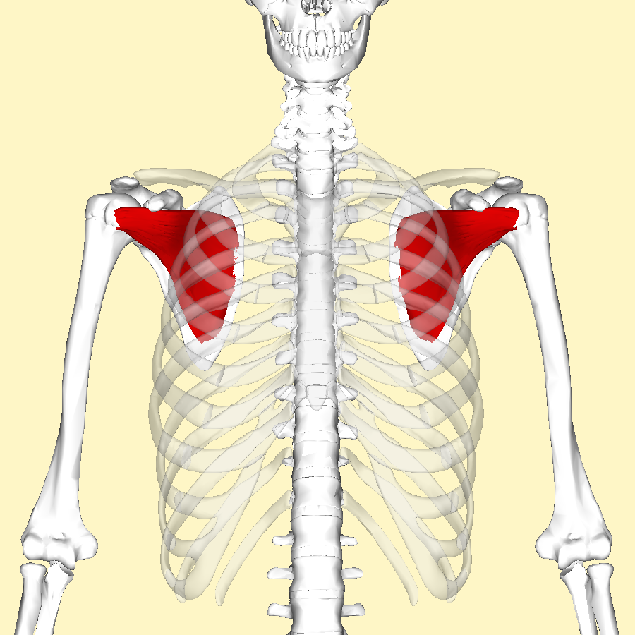 sous-scapulaire-holifit