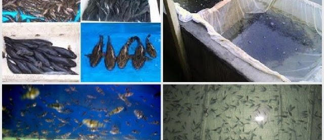 Cara Budidaya Ikan Betutu Lengkap Teori dan Praktek