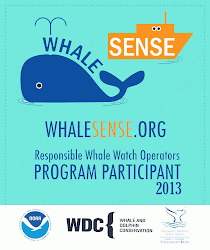 Whale SENSE