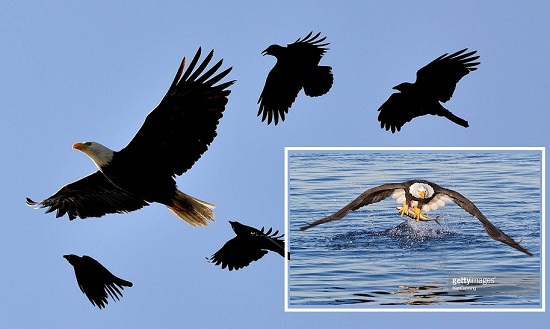 crows chase male eagle, inset eagle snags a fish ©getty images