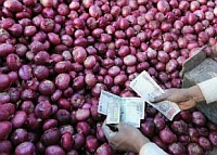India onion exports fell sharply