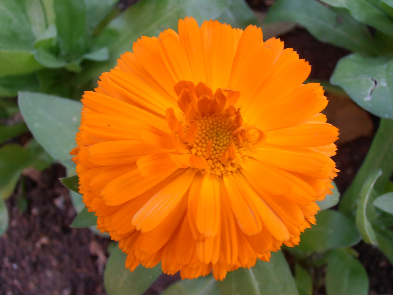 CALÉNDULA: Calendula officinalis | Plantas rioMoros