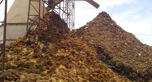 Janjangan sawit sebagai BAHAN BAKAR BOILER Tandan Kosong