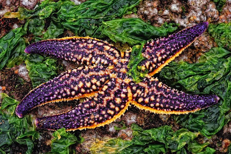 'pisaster ochraceus' • qingdao, china    © marc montebello all rights reserved