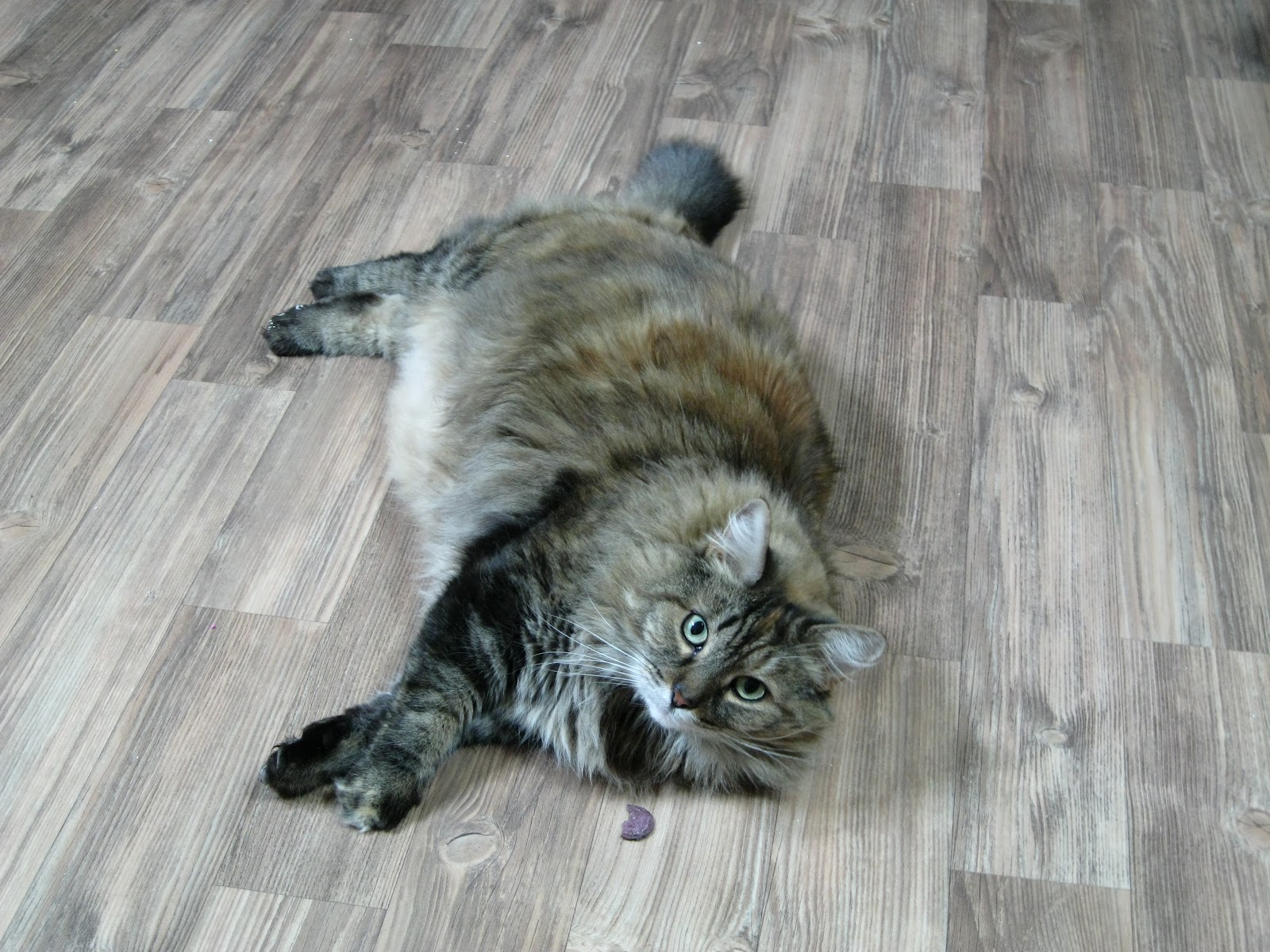 vegging in chungju Having pets in Korea