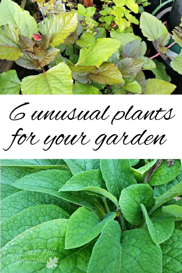 Best Things To Plant In A Garden