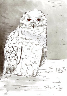 #inktober snowy owl