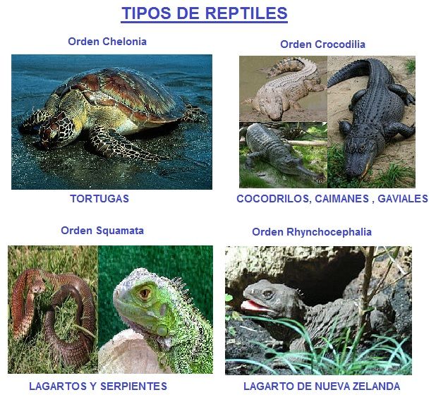 ANIMALES EDUCA REPTILES