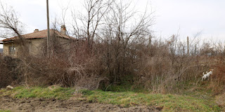 The last overgrown bit of the garden The last overgrown bit of the garden