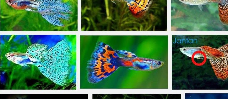 Jenis dan Harga Ikan Guppy Termahal dan Terpopuler