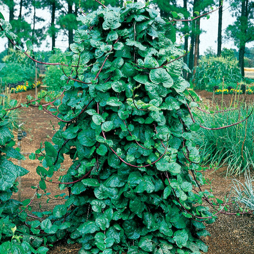 Serenity Nursery Blog Climbing Spinach