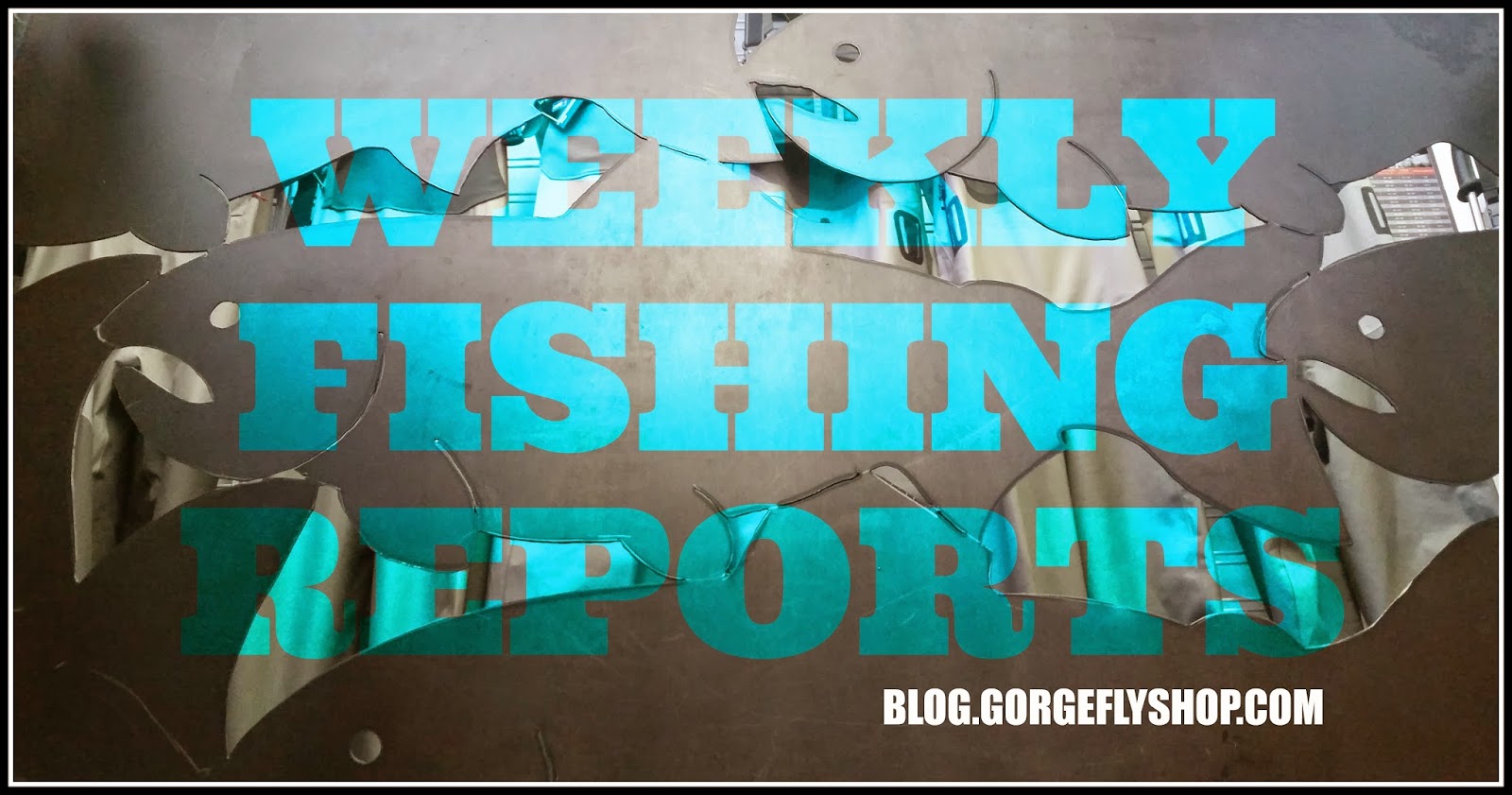 Snohomish river fishing report 2015
