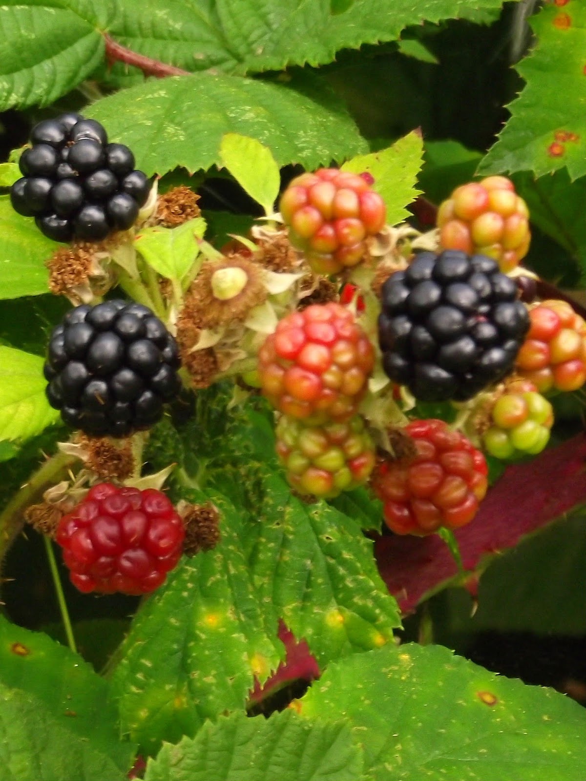 Livingat88 Blackberry picking