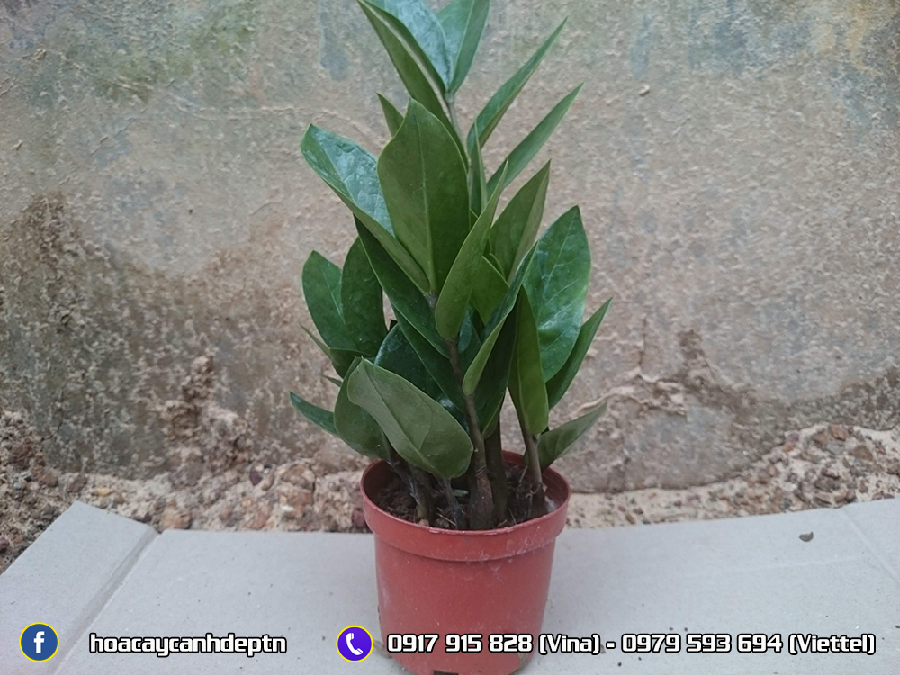 Ảnh cây kim tiền anh cay kim tien